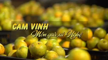 Cam Vinh - Món quà xứ Nghệ