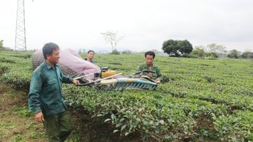 Rà soát diện tích đất do Công ty Chè Nghệ An quản lý tại Con Cuông