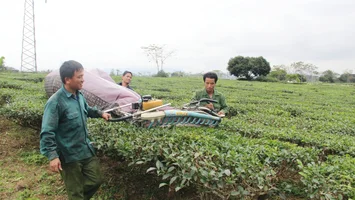 Rà soát diện tích đất do Công ty Chè Nghệ An quản lý tại Con Cuông