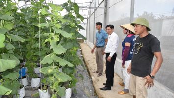 UBND tỉnh trả lời kiến nghị cử tri về dự án trồng dược liệu chậm triển khai tại Phúc Lộc