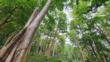 Nghệ An: Chuyển mục đích sử dụng 20,49459 ha rừng, thông qua 126 dự án phải thu hồi đất, kéo dài thời gian thực hiện và giải ngân vốn đầu tư công 43 dự án
