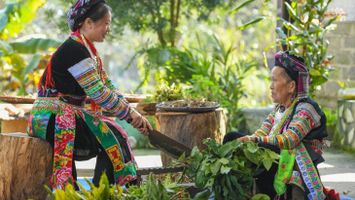 Nghe lá thở trên ngàn - Tản mạn về bài thuốc người Dao Kỳ Sơn