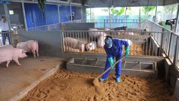 Đẩy nhanh chi trả hỗ trợ người chăn nuôi bị thiệt hại do dịch bệnh