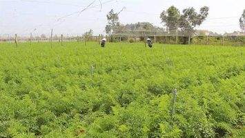 Trả lời kiến nghị của cử tri về mức bồi thường cây trồng khi Nhà nước thu hồi đất