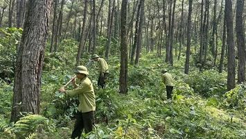 Cử tri xã Hùng Châu đề nghị đẩy nhanh việc thu hồi đất thuộc Ban Quản lý rừng phòng hộ để giao cho người dân quản lý, sản xuất