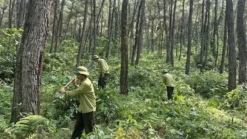 Cử tri xã Hùng Châu đề nghị đẩy nhanh việc thu hồi đất thuộc Ban Quản lý rừng phòng hộ để giao cho người dân quản lý, sản xuất