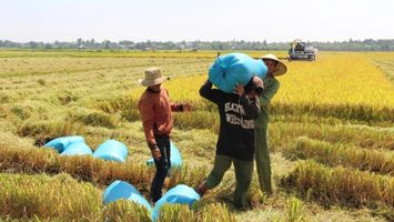 Trả lời kiến nghị của cử tri về giá thóc tính thuế sử dụng đất nông nghiệp năm 2025