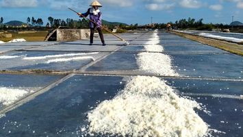 Quan tâm hỗ trợ phát triển sản xuất muối và khôi phục sản xuất do thiên tai