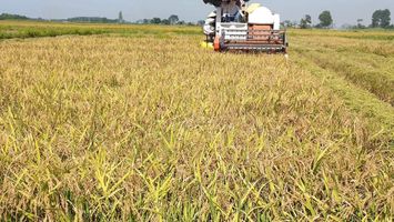 Nông nghiệp Việt: Thay đổi từ tư duy địa phương sang tư duy toàn cầu