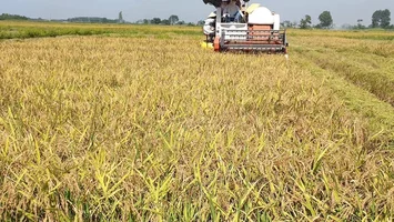 Nông nghiệp Việt: Thay đổi từ tư duy địa phương sang tư duy toàn cầu