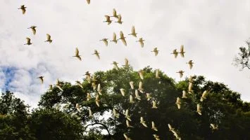Sắc xuân miền tây Nghệ An