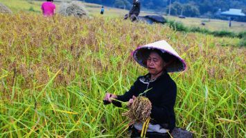 Giống lúa quý Khau cày nọi