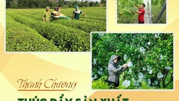 Thúc đẩy sản xuất nông nghiệp bền vững ở Thanh Chương
