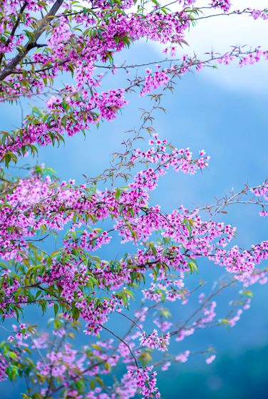 Ảnh: fb Nhat Thanh