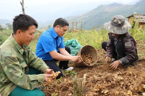 Từ ruộng đồng đến thị trường: đường đi của giá trị nông sản Nghệ An