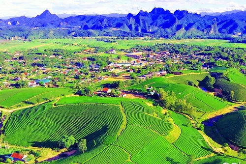 Tiếp sức để cây chè Nghệ An vươn xa