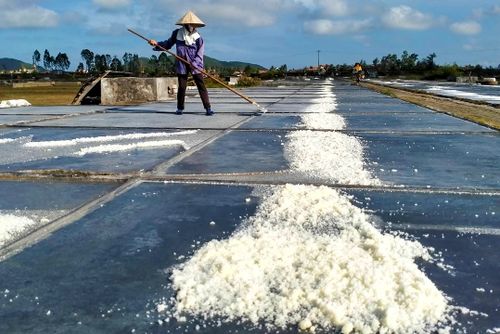 Quan tâm hỗ trợ phát triển sản xuất muối và khôi phục sản xuất do thiên tai