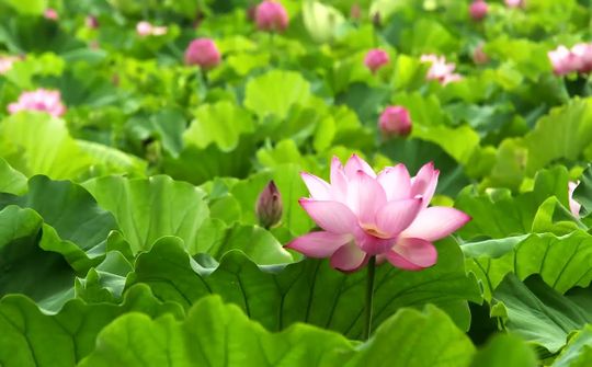 Hành hương về quê Bác