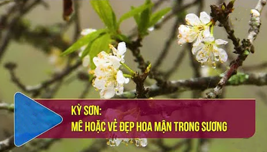 Kỳ Sơn: Mê hoặc vẻ đẹp hoa mận trong sương