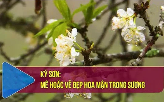 Kỳ Sơn: Mê hoặc vẻ đẹp hoa mận trong sương