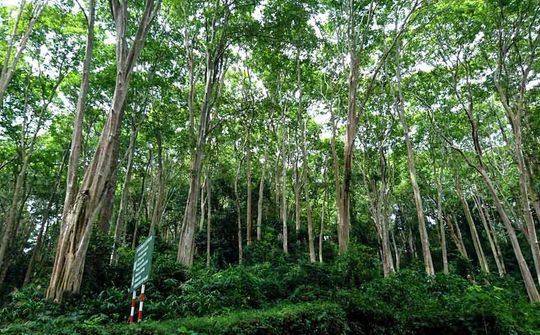 Rừng săng lẻ cổ thụ - "Báu vật" của miền Tây Nghệ An