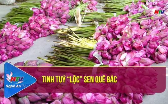 Tinh tuý “lộc” sen quê Bác