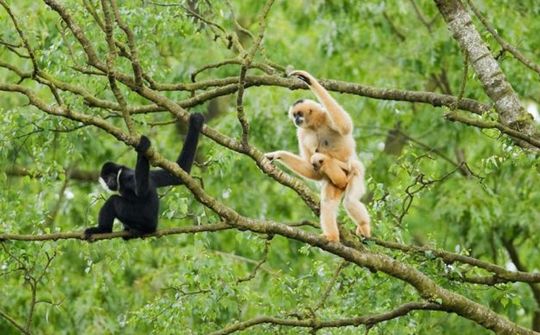 Nghệ An - Du lịch sinh thái gắn với bảo tồn thiên nhiên