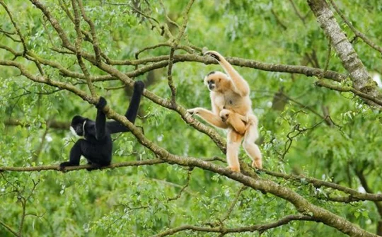 Nghệ An - Du lịch sinh thái gắn với bảo tồn thiên nhiên