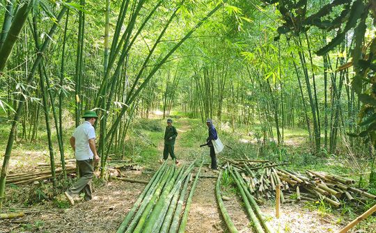 Phát triển sinh kế từ cây Mét tại huyện nghèo 30a Tây Nghệ An, Tương Dương
