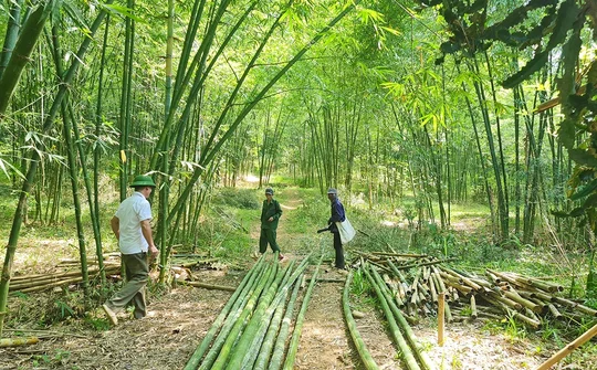 Phát triển sinh kế từ cây Mét tại huyện nghèo 30a Tây Nghệ An, Tương Dương