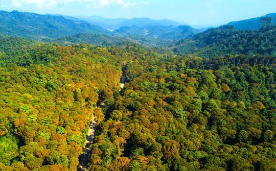 Nghệ An tiềm năng phát triển rừng gỗ lớn