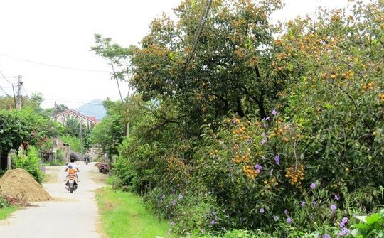 Nghệ An nhân rộng mô hình trồng hồng ở các xã miền núi