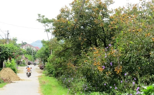 Nghệ An nhân rộng mô hình trồng hồng ở các xã miền núi