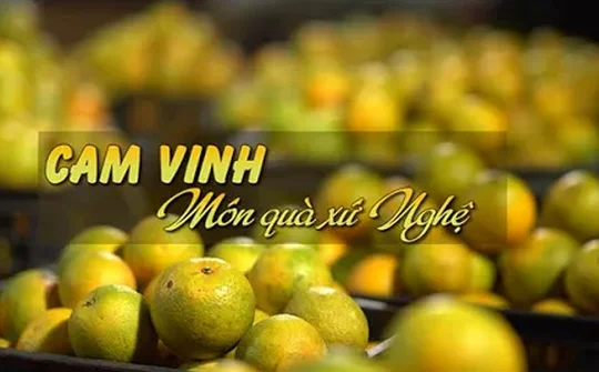 Cam Vinh - Món quà xứ Nghệ