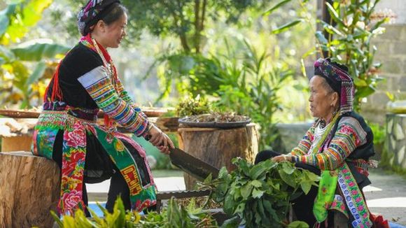 Nghe lá thở trên ngàn - Tản mạn về bài thuốc người Dao Kỳ Sơn