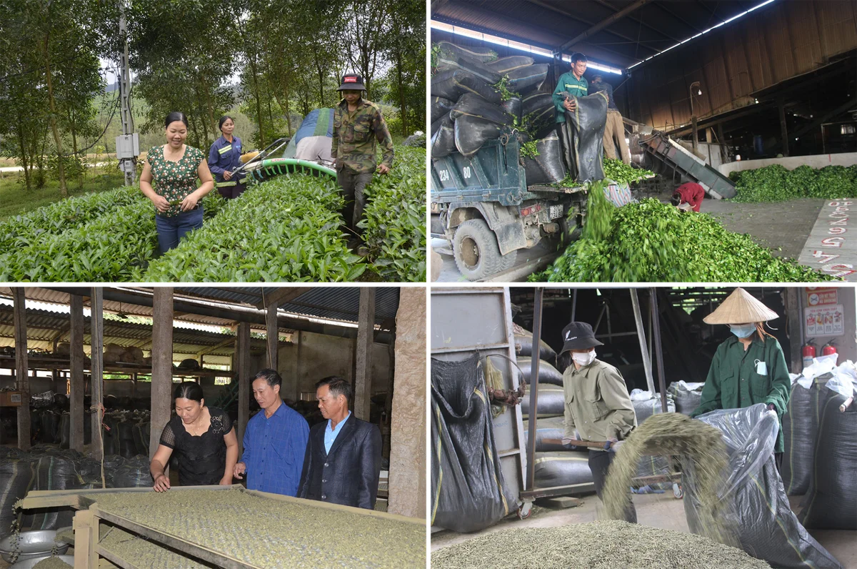 Che-xanh-duoc-thu-hai-ve-xuong-che-bien.png