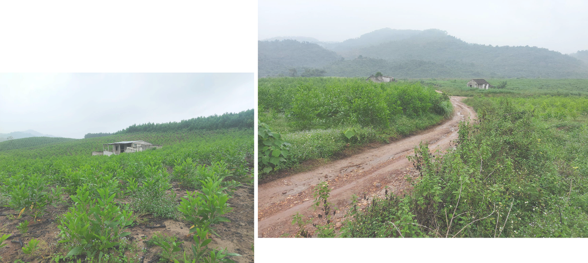 ban-mong-du-cam-mot-moi-lo-a7-1.png