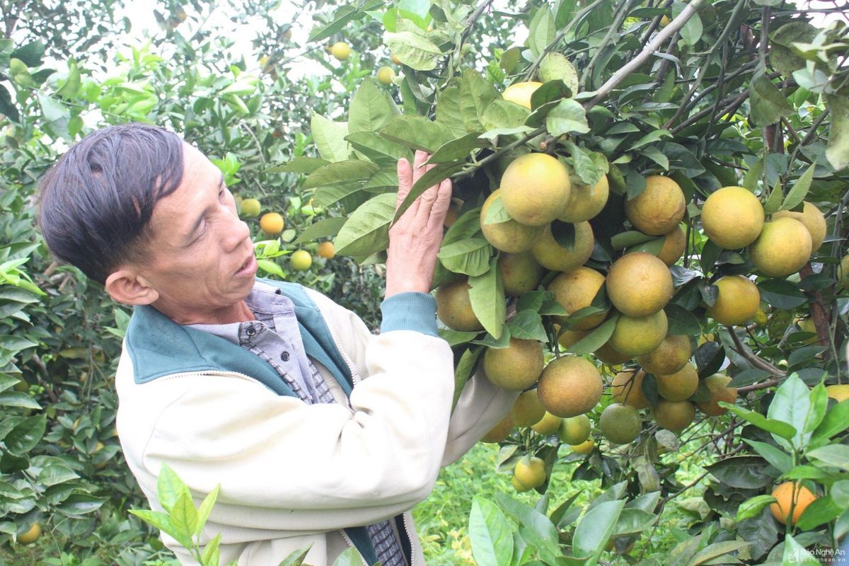 o-nghe-an-co-nhieu-trang-trai-cam-co-the-phat-trien-du-lich-canh-nong--anh-sach-nguyen.jpg