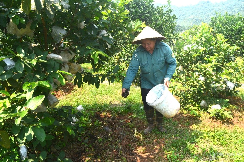 bna_dung_phan_bon_huu_co_tu_san_xuat_bon_cho_cay_an_qua2820750_20112021.jpg