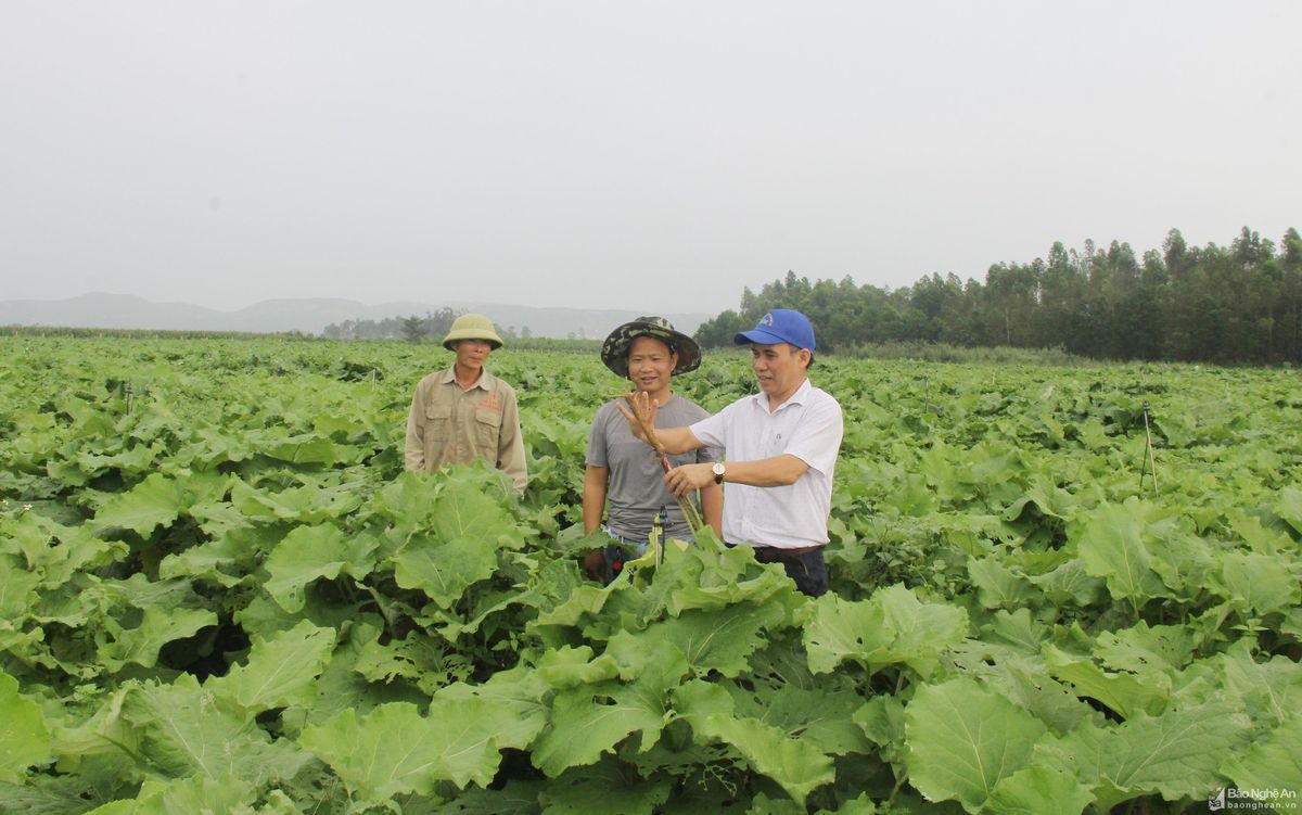 bna-cay-sam-nguu-bang-duoc-dua-vao-trong-va-dem-lia-hieu-qua-kinh-te-cao-tren-dong-dat-huyen-hung-nguyen-anh-mai-hoa-3426.jpg