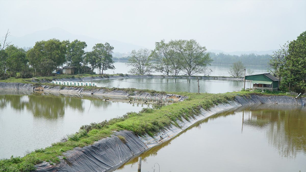am-nuoi-tom-o-hung-hoa.jpg