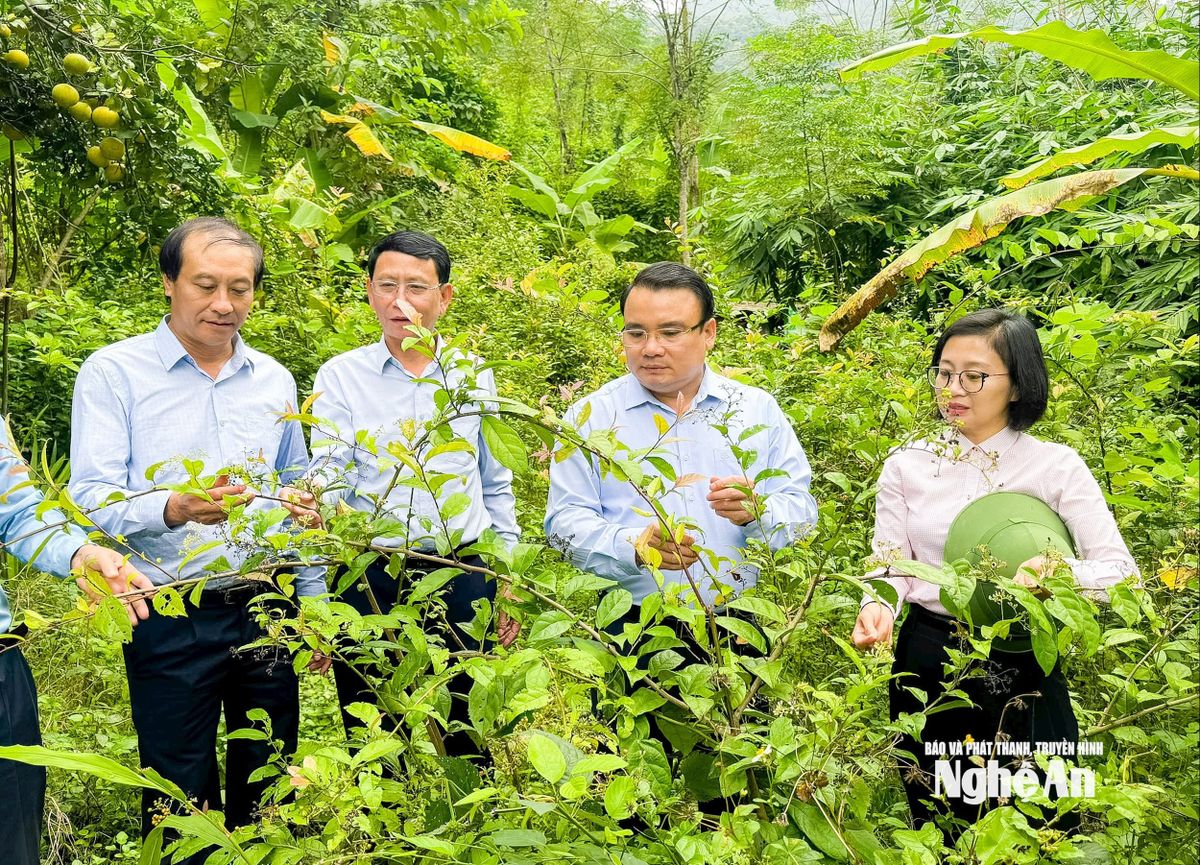 bna_-a-vinh-4chon.jpg