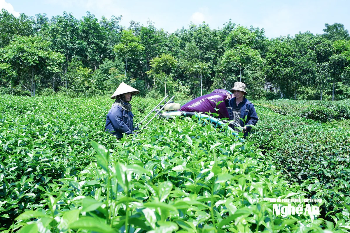 bna_vung-che-hanh-lam.jpg