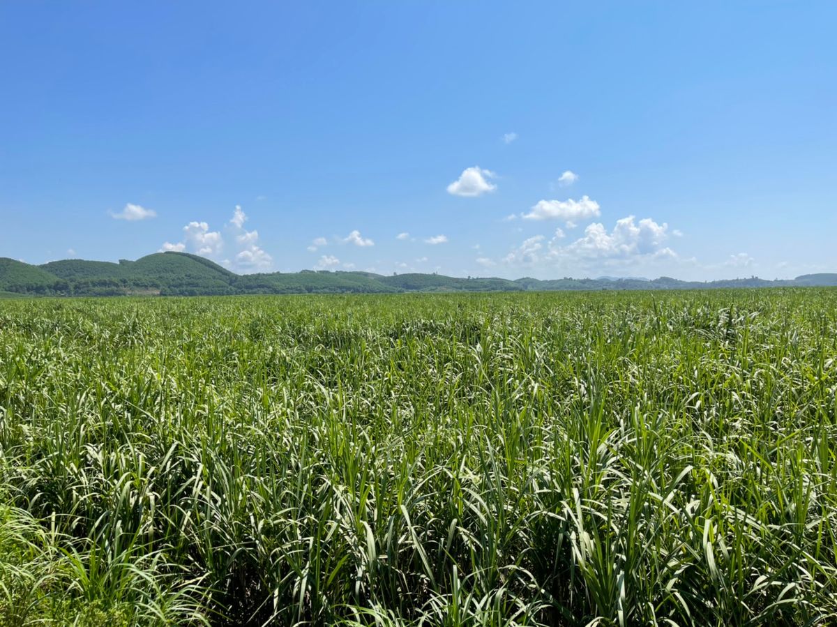 mia-la-cay-truyen-thong-va-chu-luc-cua-vung-dat-anh-son.jpg