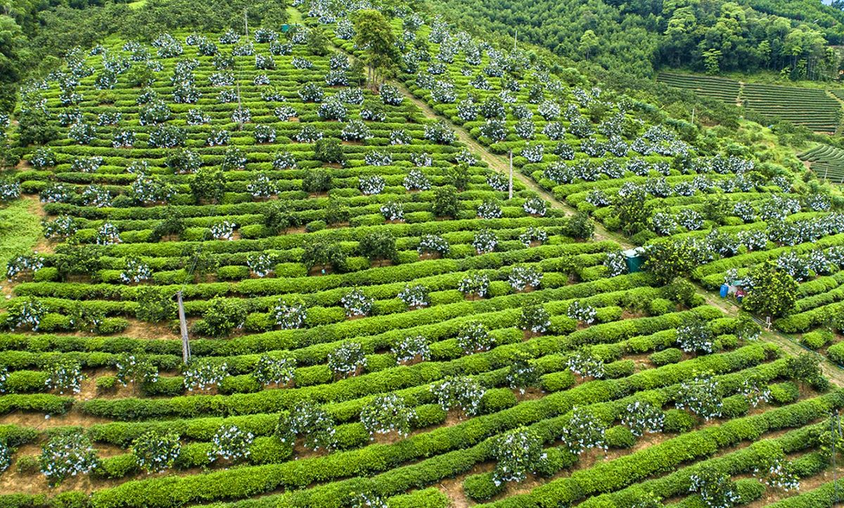 cam-thanh-duc-le-quang-dung.jpg
