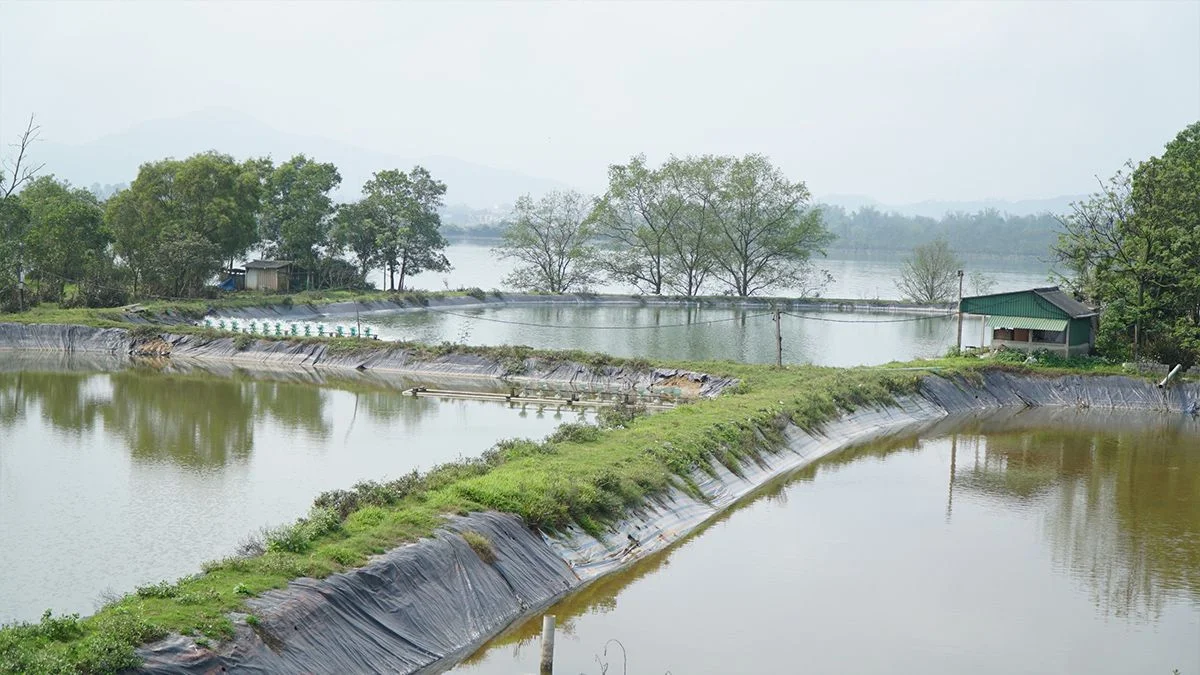 dam-nuoi-tom-o-hung-hoa.jpg